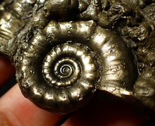 Load image into Gallery viewer, Pyrite Eoderoceras ammonite fossil (83 mm)