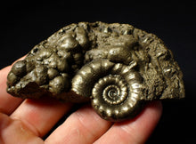 Load image into Gallery viewer, Pyrite Eoderoceras ammonite fossil (83 mm)