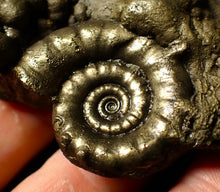 Load image into Gallery viewer, Pyrite Eoderoceras ammonite fossil (83 mm)