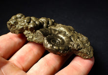 Load image into Gallery viewer, Pyrite Eoderoceras ammonite fossil (83 mm)