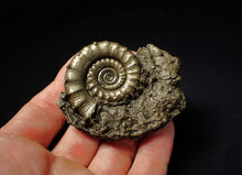 Load image into Gallery viewer, Perfect pyrite Eoderoceras ammonite fossil (65 mm)