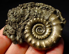 Load image into Gallery viewer, Perfect pyrite Eoderoceras ammonite fossil (65 mm)