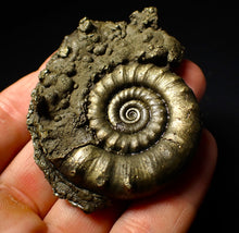Load image into Gallery viewer, Perfect pyrite Eoderoceras ammonite fossil (65 mm)