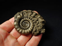 Load image into Gallery viewer, Perfect pyrite Eoderoceras ammonite fossil (65 mm)