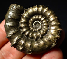 Load image into Gallery viewer, Rare spiny pyrite Eoderoceras bispinigerum ammonite fossil (47 mm)