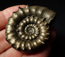 Load image into Gallery viewer, Rare spiny pyrite Eoderoceras bispinigerum ammonite fossil (47 mm)