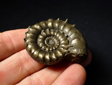 Load image into Gallery viewer, Rare spiny pyrite Eoderoceras bispinigerum ammonite fossil (47 mm)