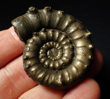 Load image into Gallery viewer, Rare spiny pyrite Eoderoceras bispinigerum ammonite fossil (47 mm)