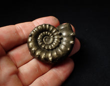 Load image into Gallery viewer, Rare spiny pyrite Eoderoceras bispinigerum ammonite fossil (47 mm)