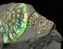 Load image into Gallery viewer, Green iridescent multi-Caloceras display ammonite fossil
