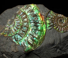 Load image into Gallery viewer, Green iridescent multi-Caloceras display ammonite fossil