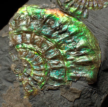 Load image into Gallery viewer, Green iridescent multi-Caloceras display ammonite fossil