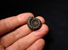 Load image into Gallery viewer, Perfect Crucilobiceras pyrite ammonite fossil (24 mm)