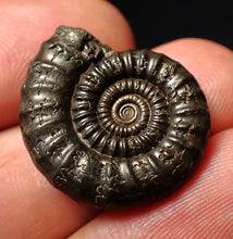 Load image into Gallery viewer, Perfect Crucilobiceras pyrite ammonite fossil (24 mm)