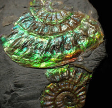 Load image into Gallery viewer, Green iridescent multi-Caloceras display ammonite fossil