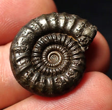 Load image into Gallery viewer, Perfect Crucilobiceras pyrite ammonite fossil (24 mm)