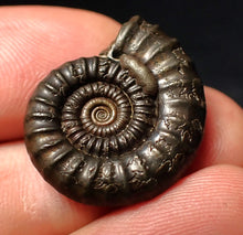 Load image into Gallery viewer, Perfect Crucilobiceras pyrite ammonite fossil (24 mm)