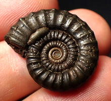 Load image into Gallery viewer, Perfect Crucilobiceras pyrite ammonite fossil (24 mm)