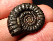 Load image into Gallery viewer, Perfect Crucilobiceras pyrite ammonite fossil (24 mm)