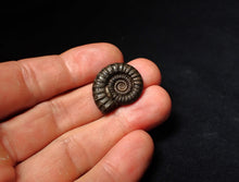 Load image into Gallery viewer, Perfect Crucilobiceras pyrite ammonite fossil (24 mm)
