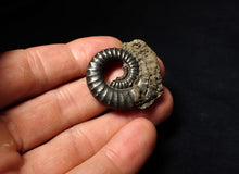 Load image into Gallery viewer, Large Crucilobiceras pyrite ammonite fossil (35 mm)