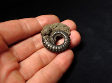 Load image into Gallery viewer, Large Crucilobiceras pyrite ammonite fossil (35 mm)