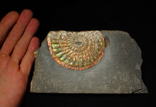 Load image into Gallery viewer, Rainbow iridescent Caloceras display ammonite fossil 82 mm