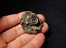 Load image into Gallery viewer, Pyrite Eoderoceras multi-ammonite fossil (37 mm)
