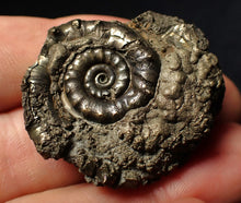 Load image into Gallery viewer, Pyrite Eoderoceras multi-ammonite fossil (37 mm)