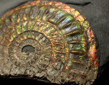 Load image into Gallery viewer, Rainbow iridescent Caloceras display ammonite fossil 82 mm