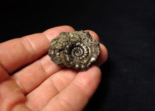 Load image into Gallery viewer, Pyrite Eoderoceras multi-ammonite fossil (37 mm)