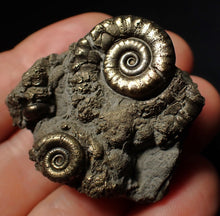 Load image into Gallery viewer, Pyrite Eoderoceras multi-ammonite fossil (39 mm)