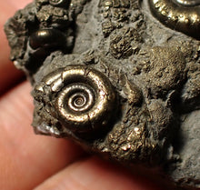 Load image into Gallery viewer, Pyrite Eoderoceras multi-ammonite fossil (39 mm)