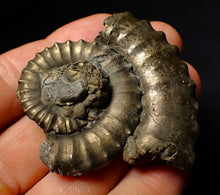 Load image into Gallery viewer, Large Crucilobiceras pyrite ammonite fossil (55 mm)