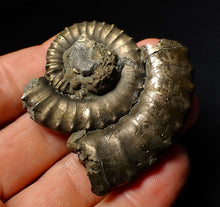 Load image into Gallery viewer, Large Crucilobiceras pyrite ammonite fossil (55 mm)