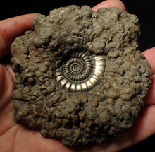 Load image into Gallery viewer, Huge Crucilobiceras pyrite ammonite fossil (102 mm)