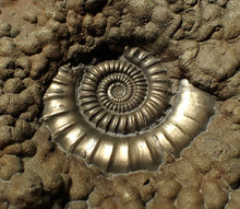 Load image into Gallery viewer, Huge Crucilobiceras pyrite ammonite fossil (102 mm)