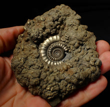Load image into Gallery viewer, Huge Crucilobiceras pyrite ammonite fossil (102 mm)