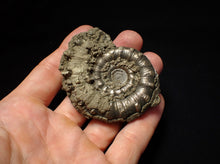 Load image into Gallery viewer, Pyrite Eteoderoceras (Eoderoceras) ammonite fossil (65mm)