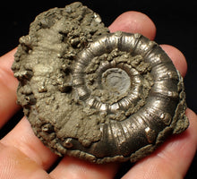 Load image into Gallery viewer, Pyrite Eteoderoceras (Eoderoceras) ammonite fossil (65mm)