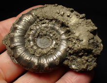 Load image into Gallery viewer, Pyrite Eteoderoceras (Eoderoceras) ammonite fossil (65mm)