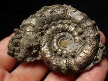 Load image into Gallery viewer, Pyrite Eteoderoceras (Eoderoceras) ammonite fossil (65mm)