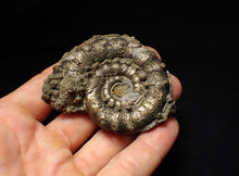 Load image into Gallery viewer, Pyrite Eteoderoceras (Eoderoceras) ammonite fossil (65mm)