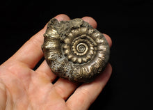 Load image into Gallery viewer, Pyrite Eteoderoceras (Eoderoceras) ammonite fossil (66mm)