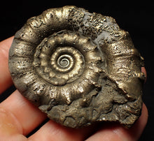 Load image into Gallery viewer, Pyrite Eteoderoceras (Eoderoceras) ammonite fossil (66mm)