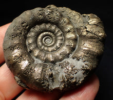 Load image into Gallery viewer, Pyrite Eteoderoceras (Eoderoceras) ammonite fossil (66mm)
