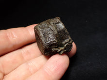 Load image into Gallery viewer, Jurassic double ichthyosaur vertebrae from Lyme Regis (33mm)