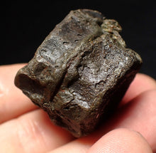 Load image into Gallery viewer, Jurassic double ichthyosaur vertebrae from Lyme Regis (33mm)