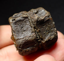 Load image into Gallery viewer, Jurassic double ichthyosaur vertebrae from Lyme Regis (33mm)