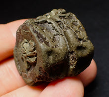 Load image into Gallery viewer, Jurassic double ichthyosaur vertebrae from Lyme Regis (31mm)